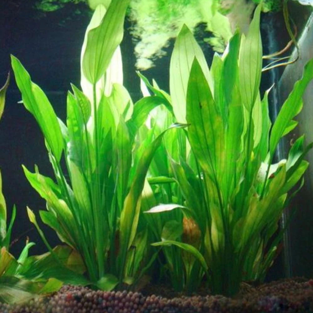 Aquarium Plants