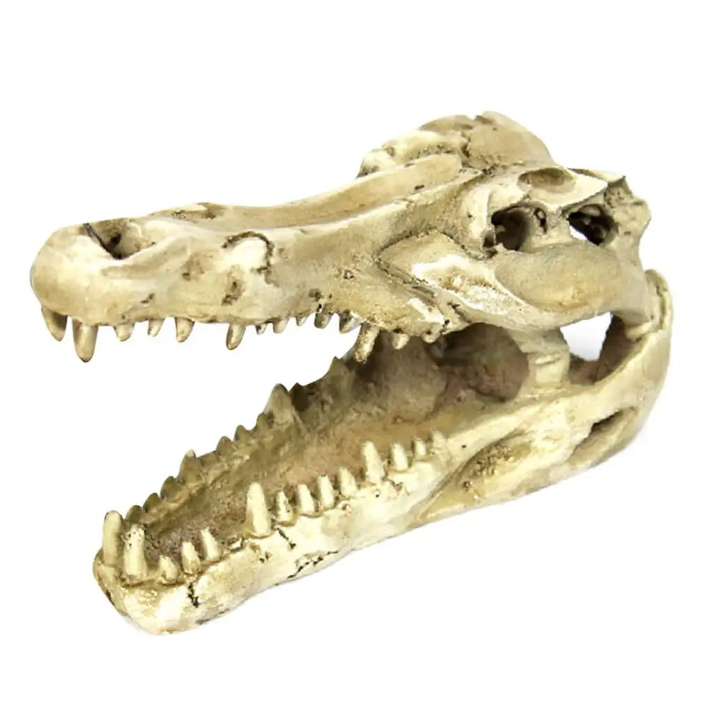 Crocodile Skull