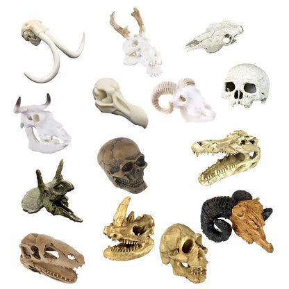 Various skull Decoration