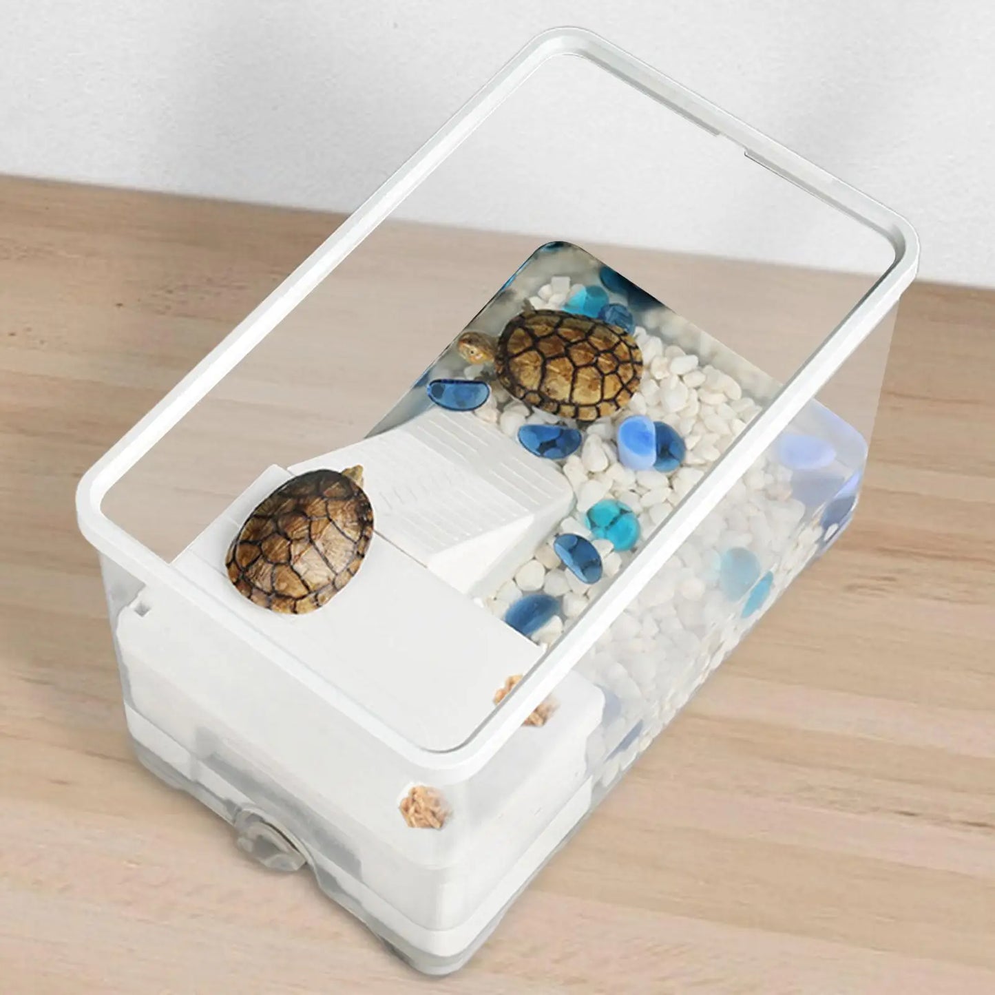 Baby turtle tank