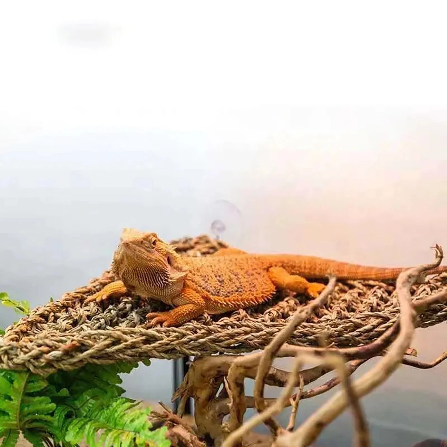 Seaweed Mat Hammock