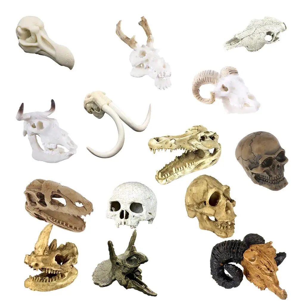 Various skull Decoration