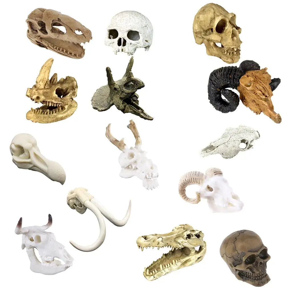 Various skull Decoration