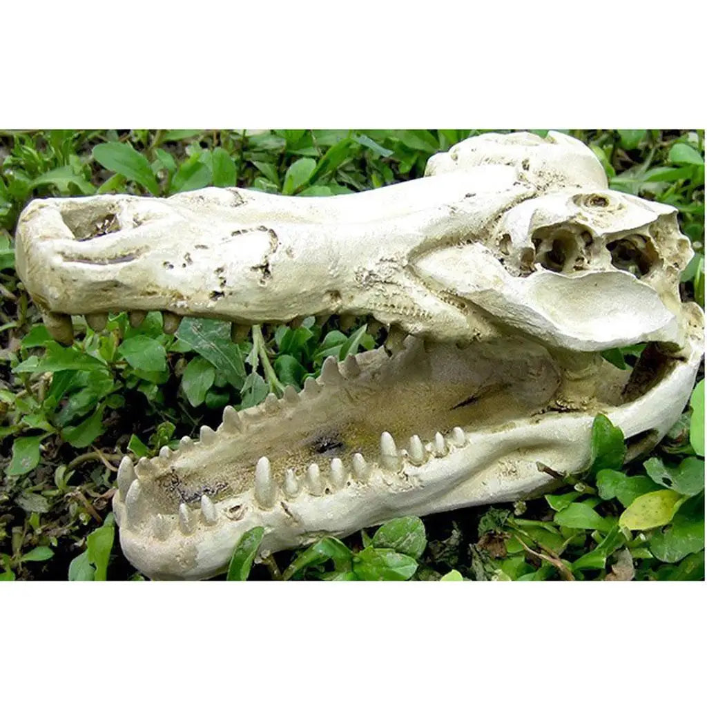 Crocodile Skull