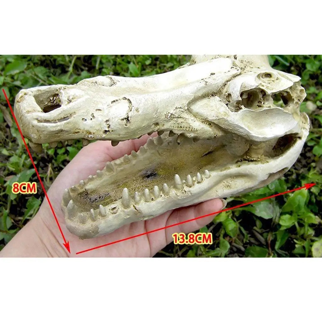 Crocodile Skull