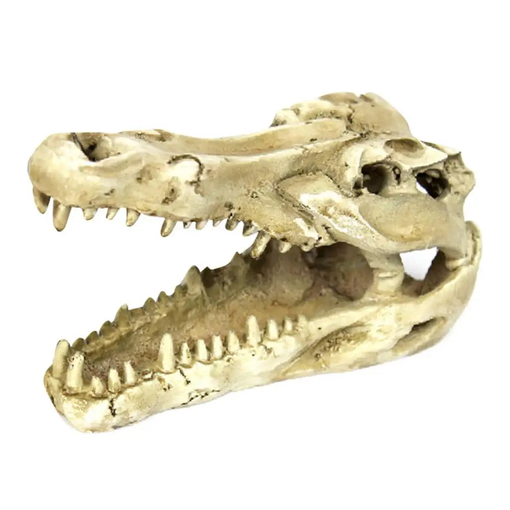 Crocodile Skull