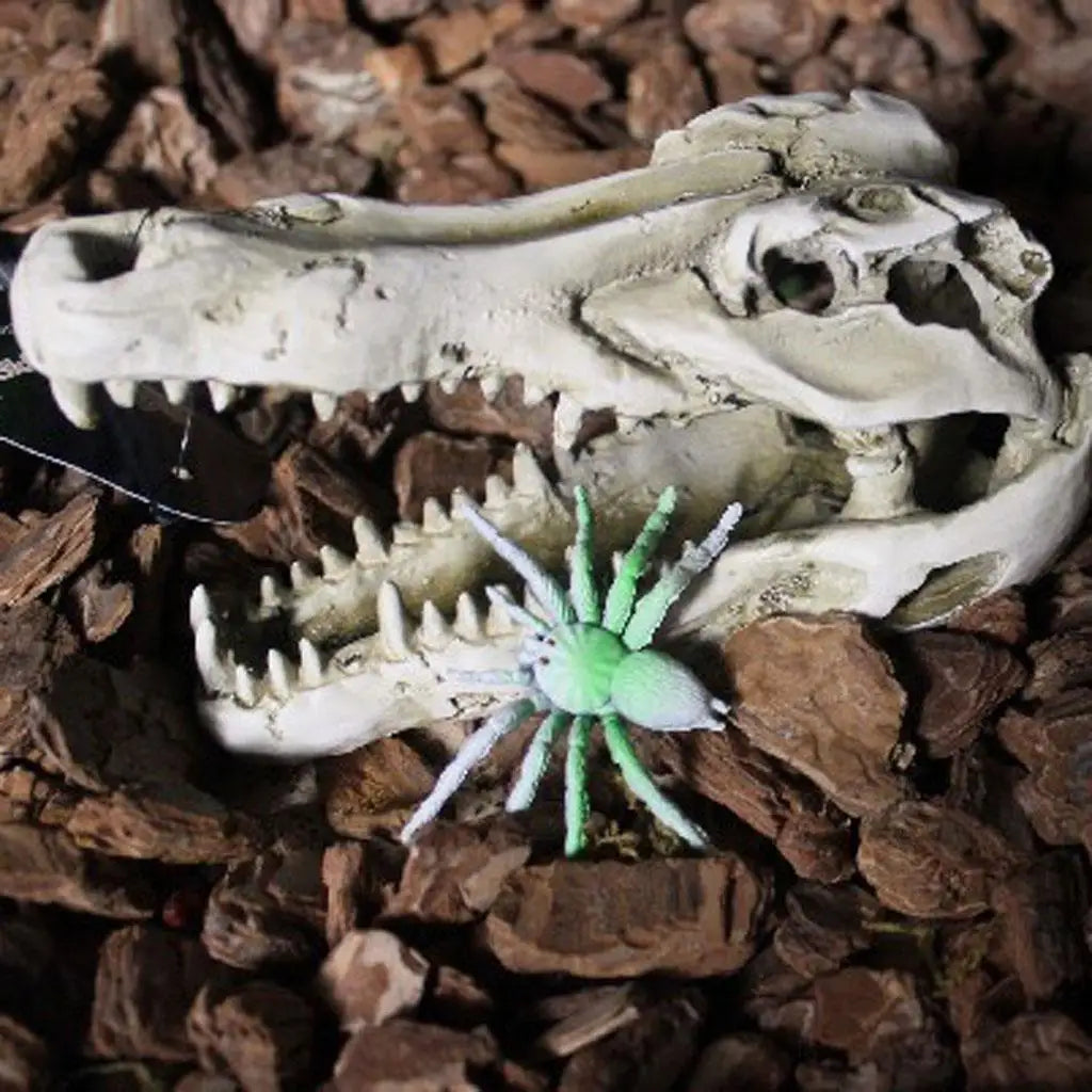 Crocodile Skull