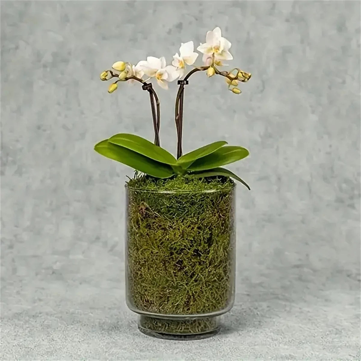 50g/100g Artificial Moss